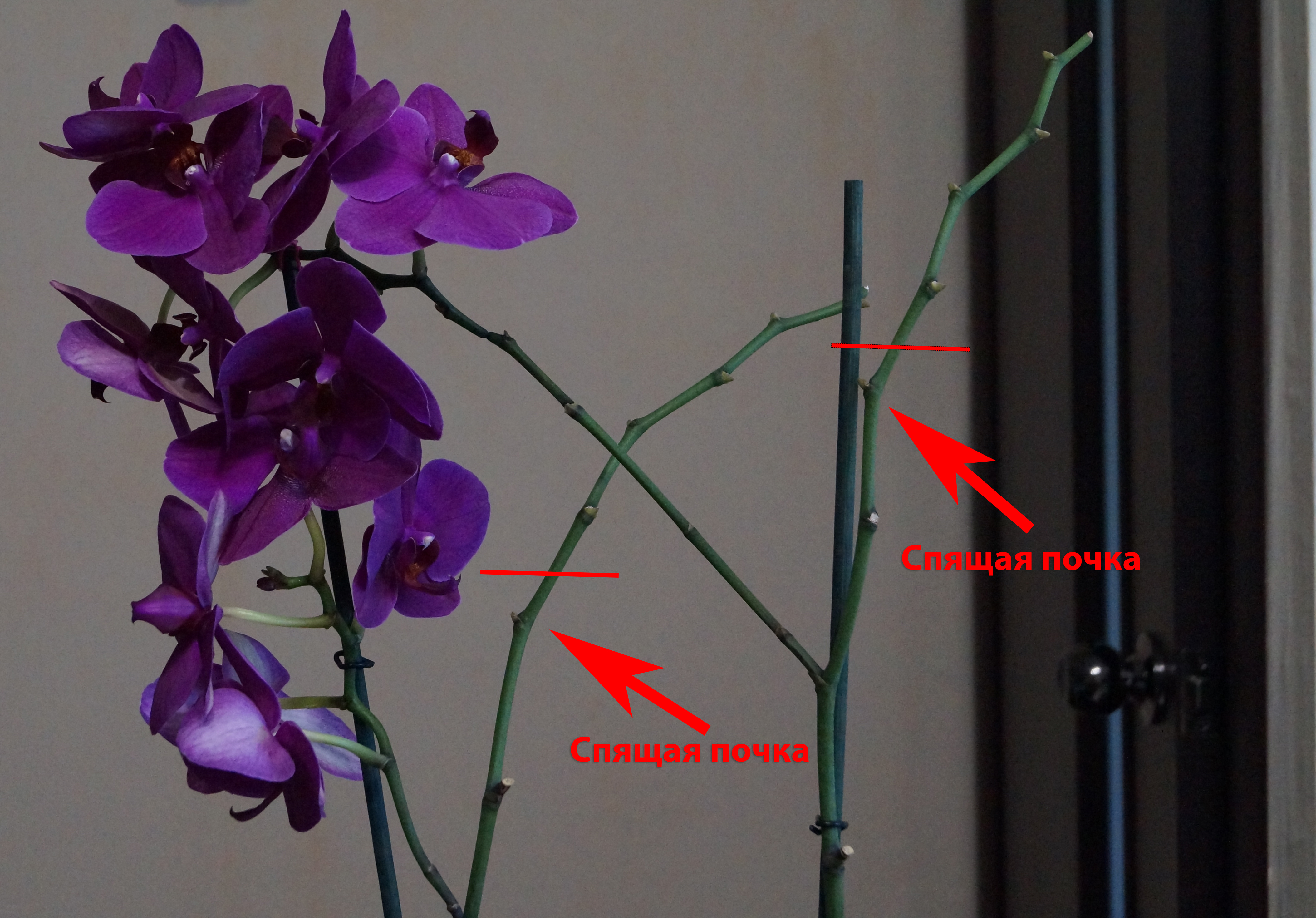 обрезка цветоноса у орхидеи